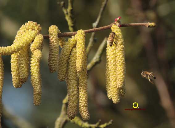 Abeilles et noisetiers