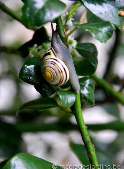 Comment combattre les limaces et escargots dans votre jardin?