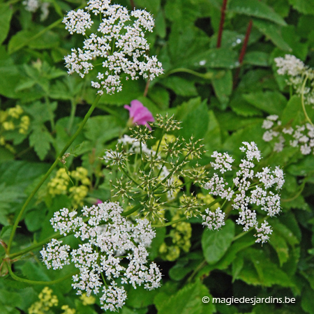 Fleurs des champs… Ou êtes-vous dans nos campagnes ?