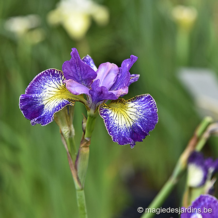 Les iris au jardin