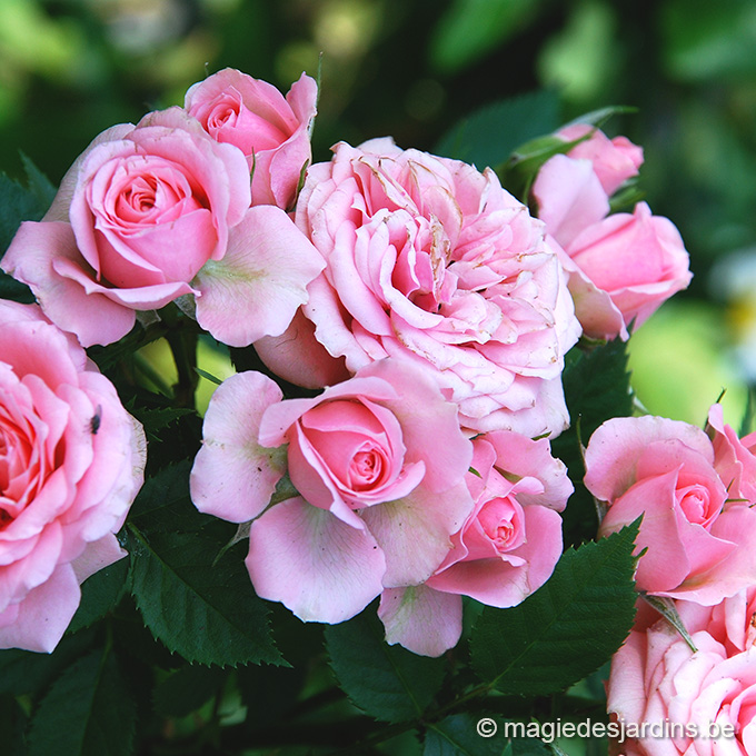 calendrier juin 26 Quelques conseils pour votre jardin en juin