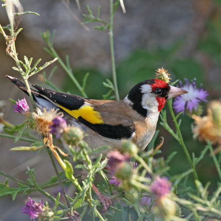 Un oiseau tout en couleur