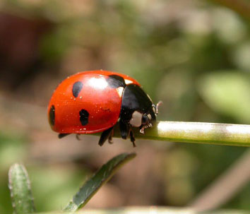 Des bêtes à bon dieu au secours du jardinier