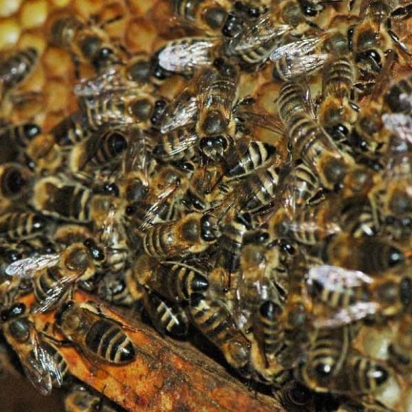 Quand l’abeille Maya perd le nord