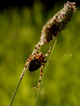 Les araignées: des mal-aimés au secours du jardinier