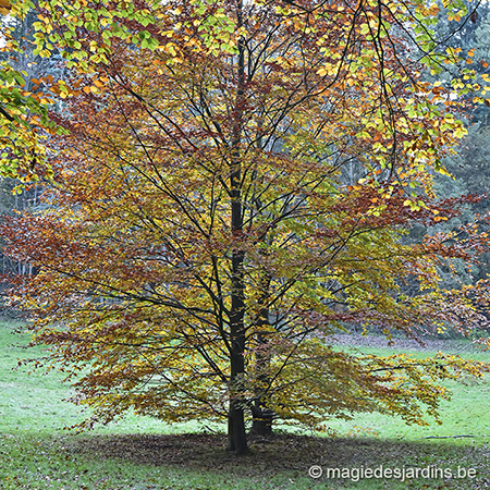 La plantation d’un arbre en automne