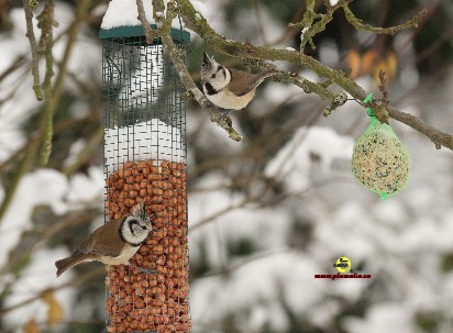 Conseils de nourissage pour les oiseaux