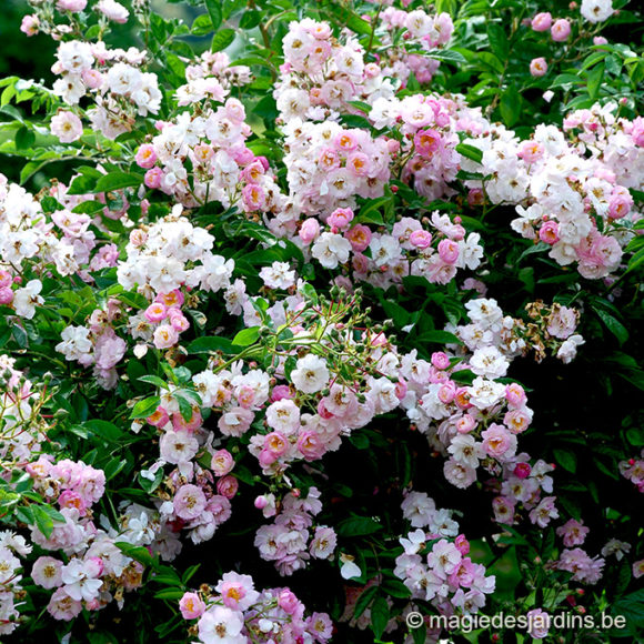 Comment faire refleurir vos rosiers