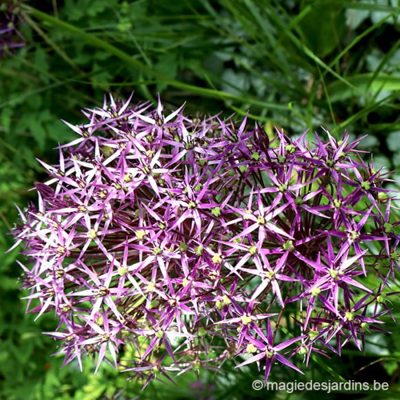 Quelques conseils pour votre jardin en juillet