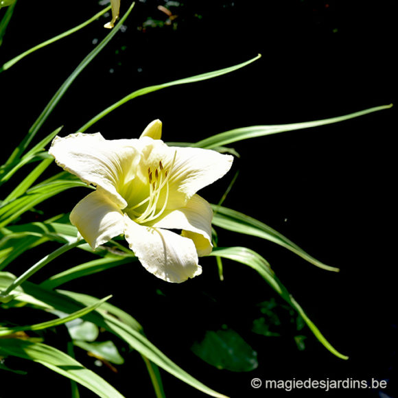 Quelques conseils pour votre jardin en juillet