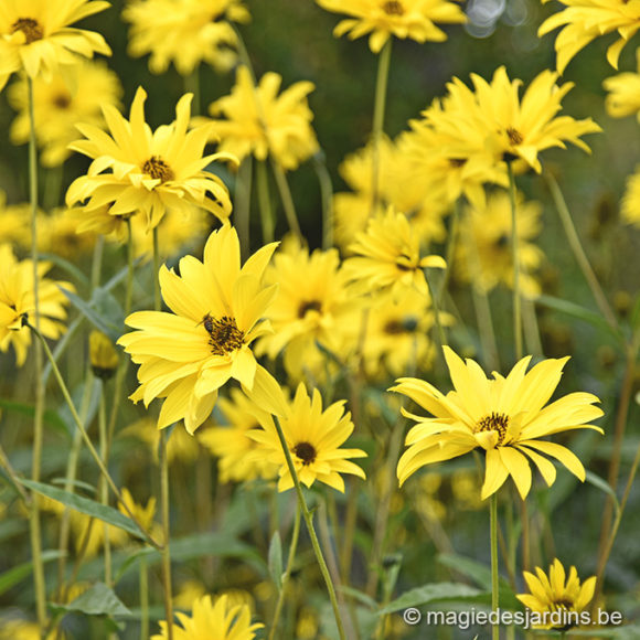 Avoir des fleurs jusqu’à l’automne