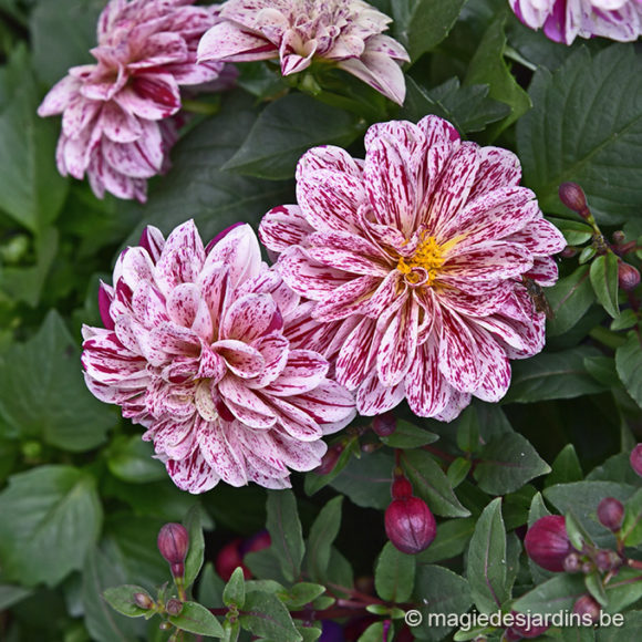 Quelques conseils pour votre jardin en juin