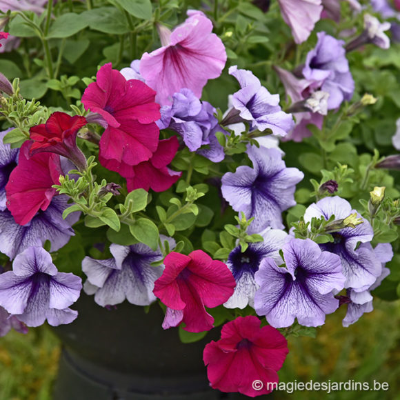 Quelques conseils pour votre jardin en juillet