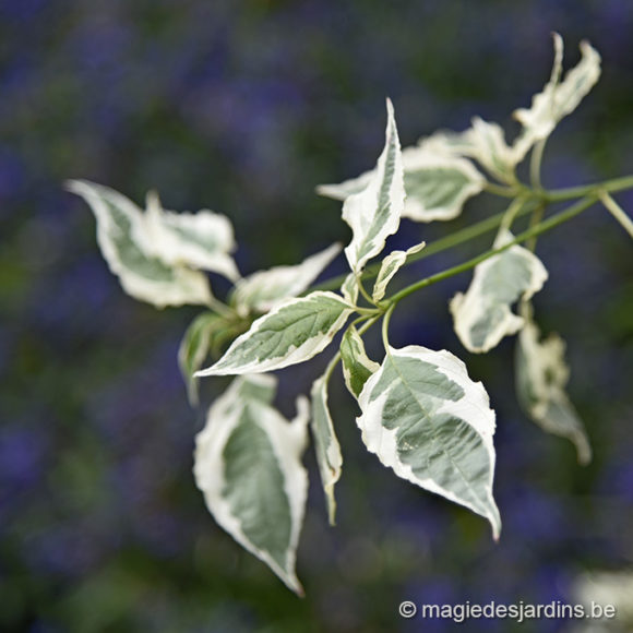 Quelques conseils pour votre jardin en septembre