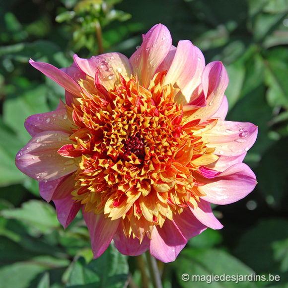 Quelques conseils de plantation pour vos dahlias