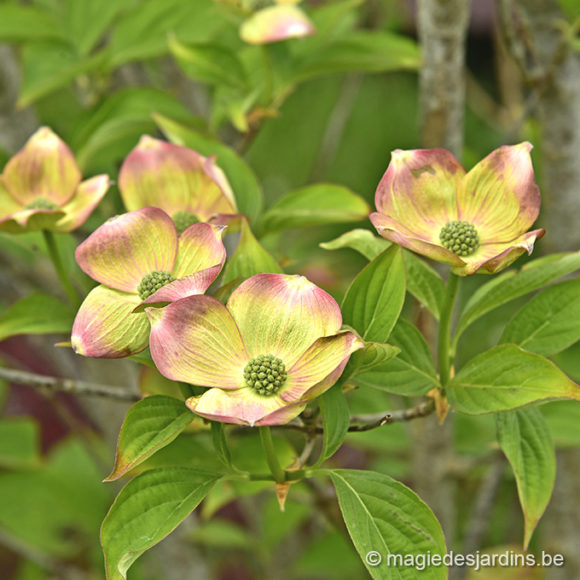 Les Cornus en fleurs