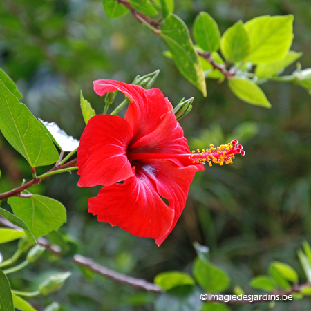 L’hibiscus, un arbuste oublié