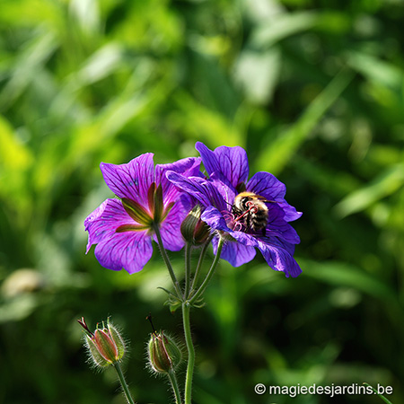 Les plantes à fleurs mellifères attirerent les insectes pollinisateurs