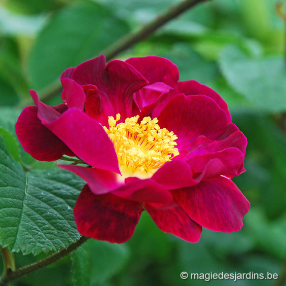 Nourrir vos rosiers au printemps