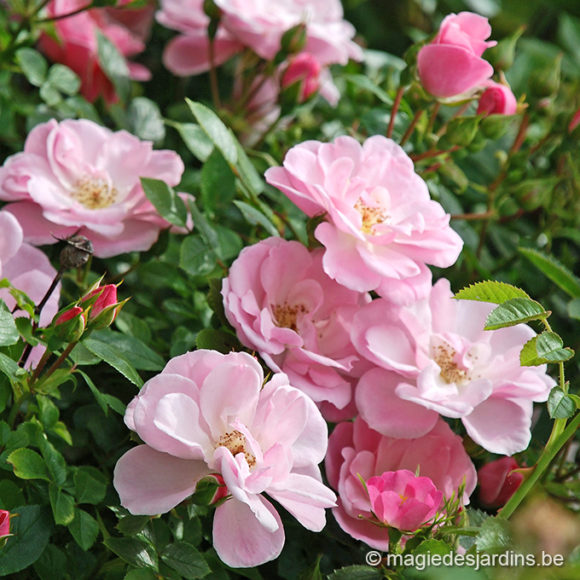 Comment faire refleurir vos rosiers