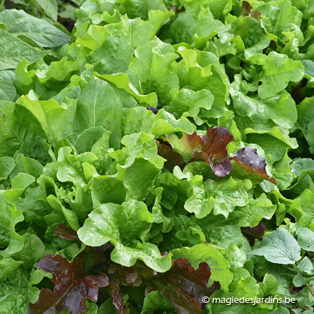 Semez et récoltez vos salades tout l’été au potager